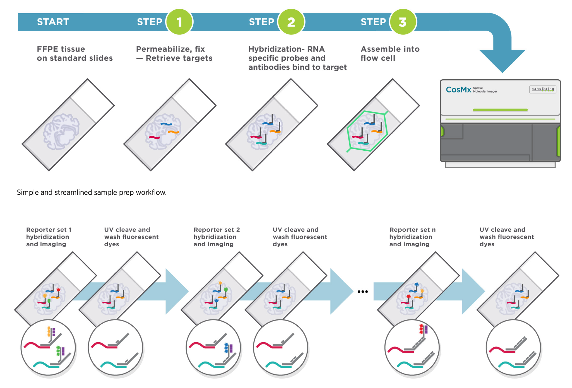 Image detailing the phases of the CosMx SMI process